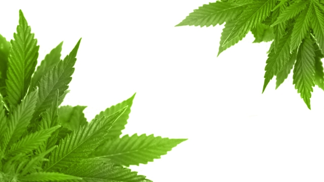 High Times: Unraveling the Potent Truths About Marijuana