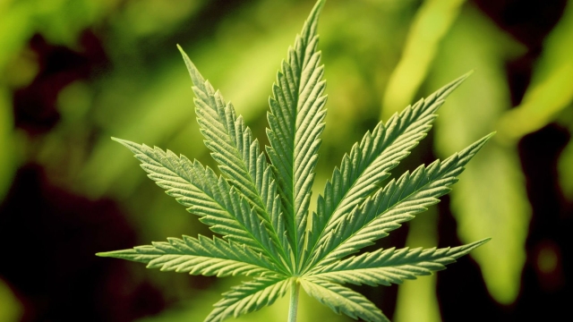 The Highs and Lows of Weed Edibles: Unlocking the Ganja Goodness