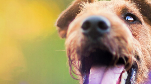 The Ultimate Guide to Ensuring Your Pet’s Optimal Health