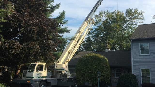 Branching Out: The Art of Tree Care – Removal and Trimming Tips