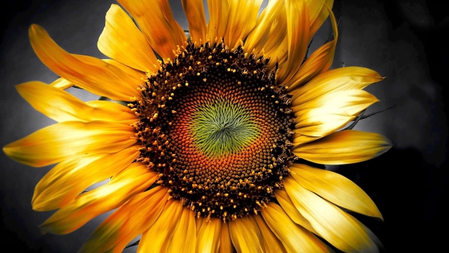 Garden Battles: Conquering Cabbage Worms and Harvesting Sunflowers