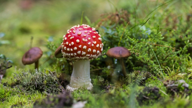 Fungus Fantasia: Unleashing the Magic of Mushroom Growing