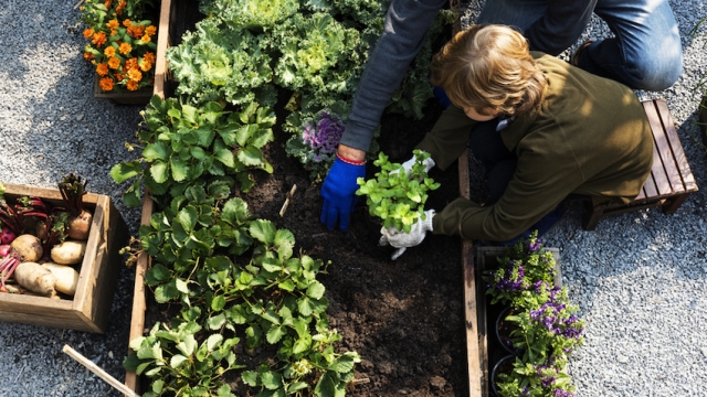 Growing Green: Unveiling the Secrets of Organic Gardening