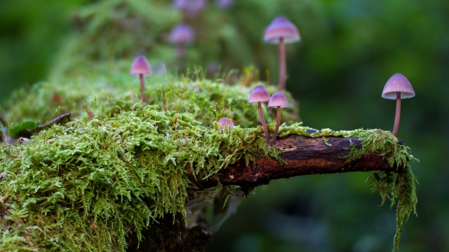 The Fungus Among Us: Unleashing the Magic of Mushroom Growing