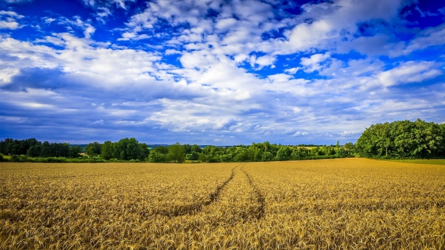 Unveiling the Serene Beauty of Coastal Farms