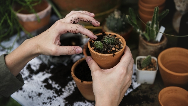 Overview of Cultured Plant Varieties