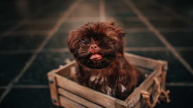 Understanding Doodle Puppy Availability