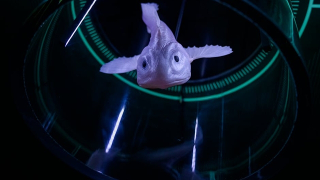 Innovative Technologies in Marine Aquaculture