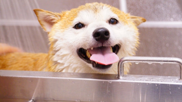 Types of Pet Dietary Supplements An Overview