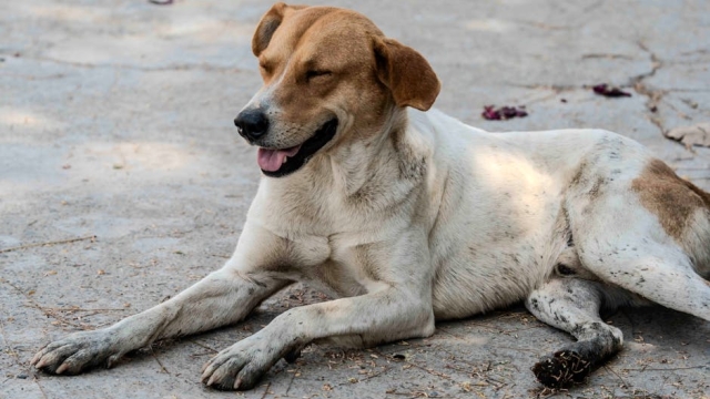 Benefits of Dog Daycare for Socialization and Training